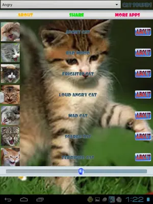 Cat Sounds android App screenshot 3